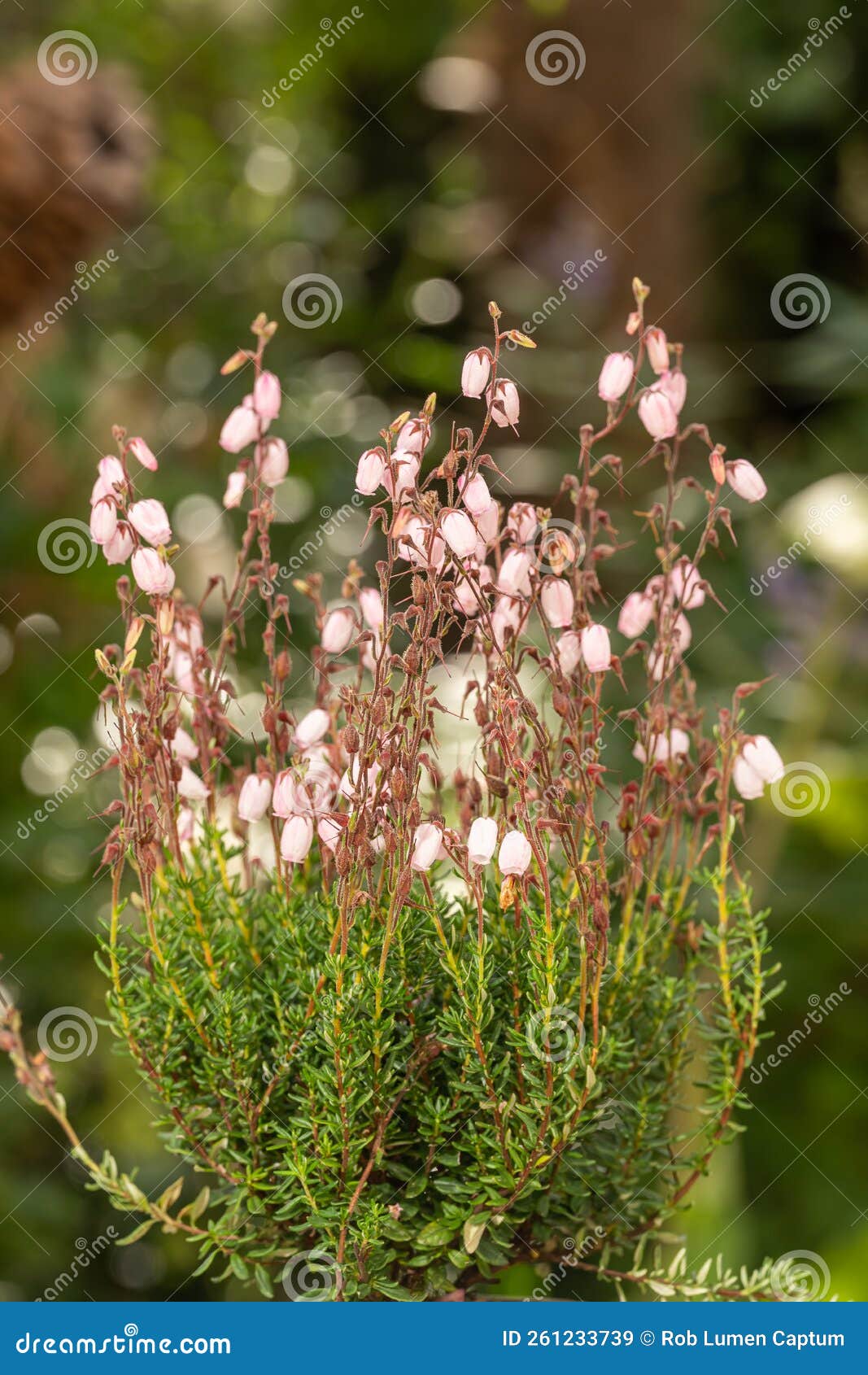 st. dabeocâs heath daboecia cantabrica irish princess, pink flowering plant